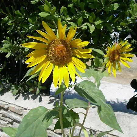 Bizas & Parikia (Paros)